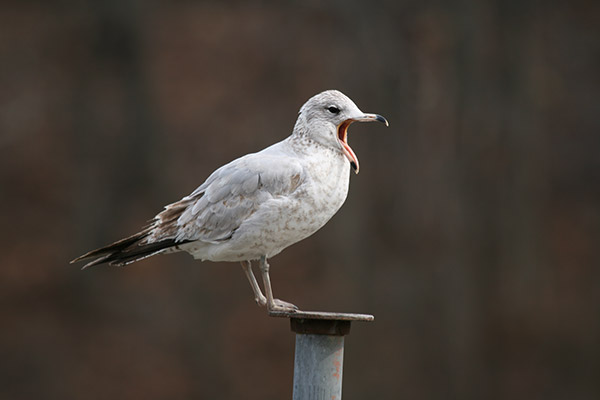 Ring-billed Gull