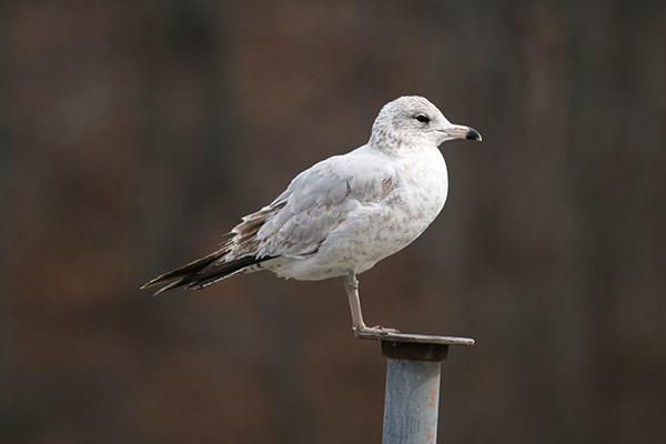 Ring-billed Gull