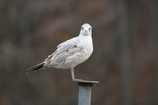 Ring-billed Gull