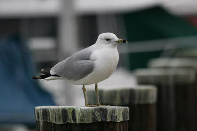 Ring-billed Gull