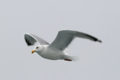 Ring-billed Gull