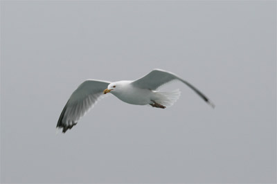 Ring-billed Gull