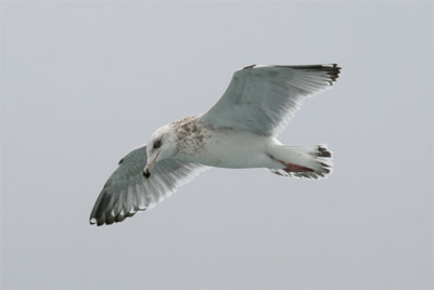 Ring-billed Gull