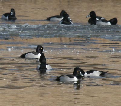 Ring-necked Duck