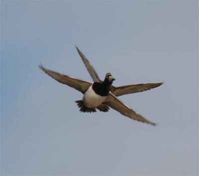 Ring-necked Duck