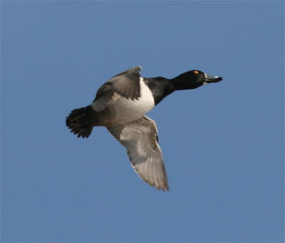 Ring-necked Duck