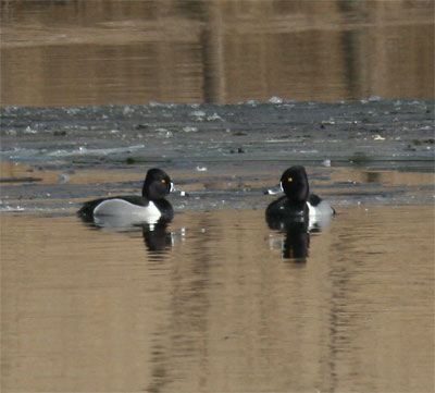 Ring-necked Duck