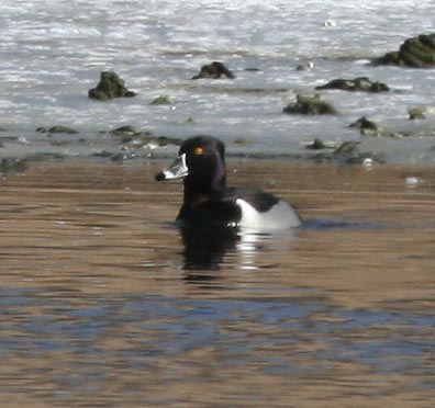 Ring-necked Duck