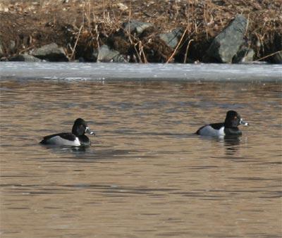 Ring-necked Duck