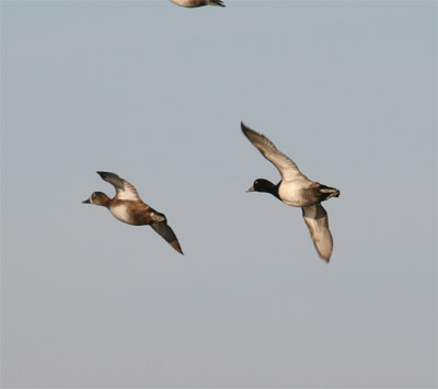 Ring-necked Duck