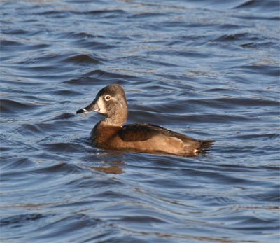 Ring-necked Duck