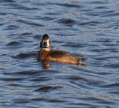 Ring-necked Duck