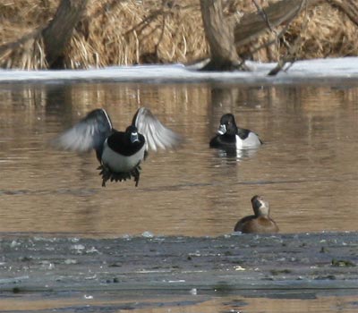 Ring-necked Duck