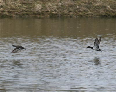 Ring-necked Ducks