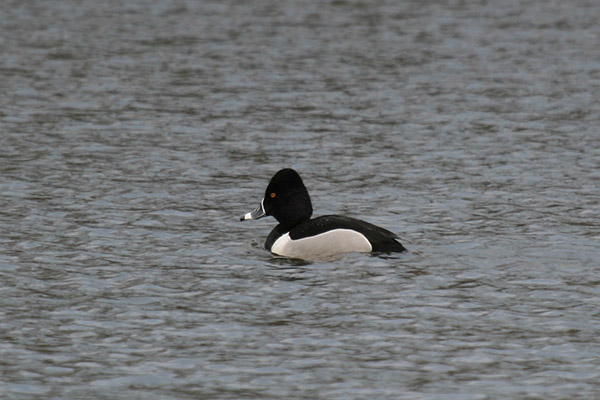 Ring-necked Duck