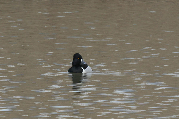 Ring-necked Duck