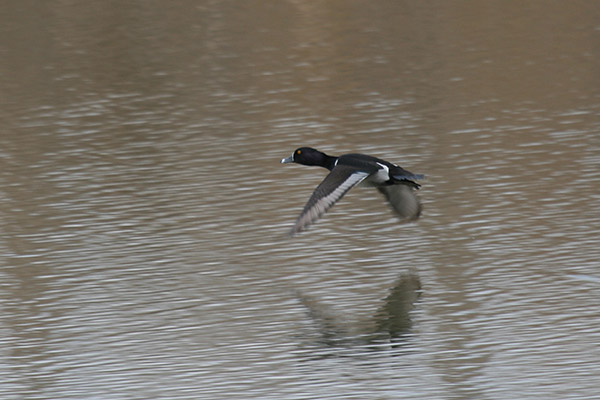 Ring-necked Duck