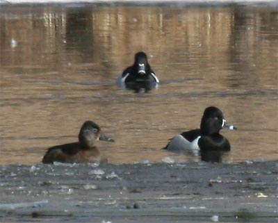 Ring-necked Duck