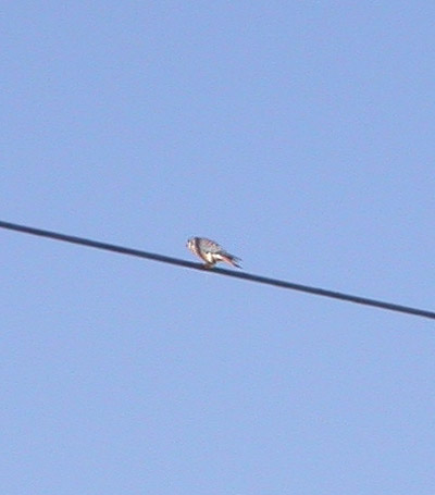 American Kestrel