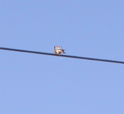 American Kestrel