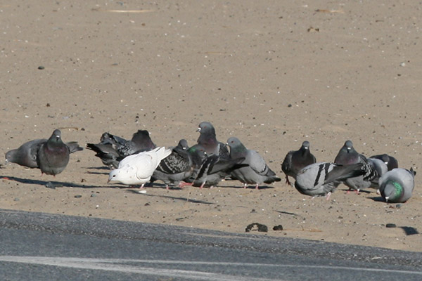 Rock Dove