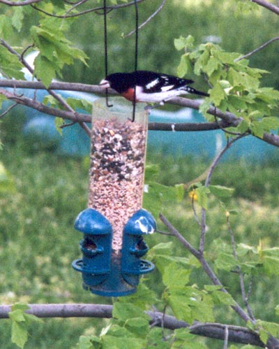 Rose Breasted Grosbeak