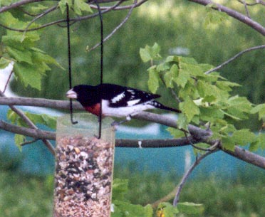 Rose Breasted Grosbeak