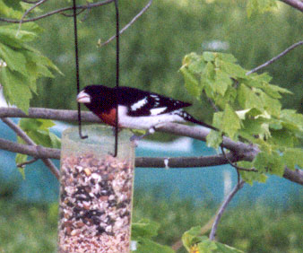 Rose Breasted Grosbeak