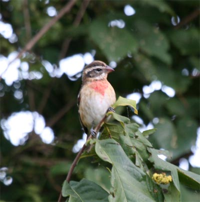 Rose Breasted Grosbeak