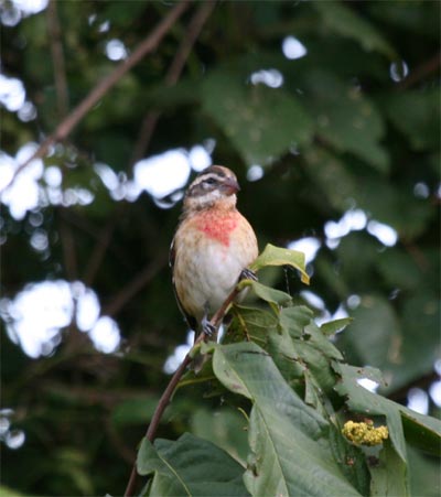 Rose Breasted Grosbeak