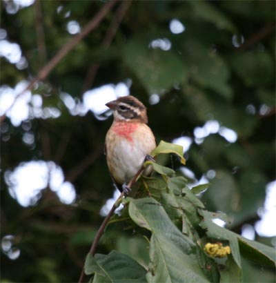 Rose Breasted Grosbeak