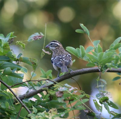 Rose Breasted Grosbeak