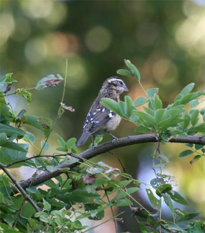 Rose Breasted Grosbeak