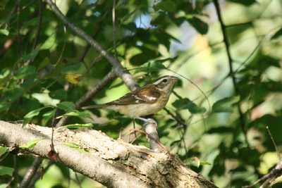 Rose Breasted Grosbeak