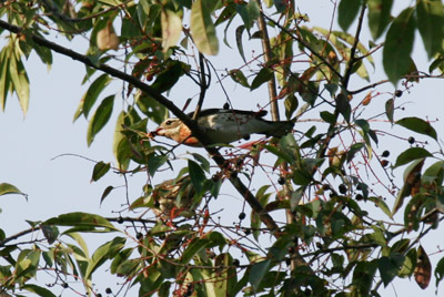 Rose Breasted Grosbeak