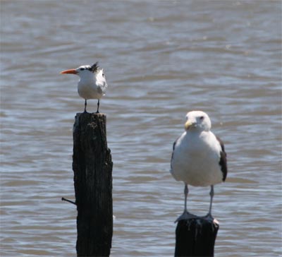 Royal Tern and Gull