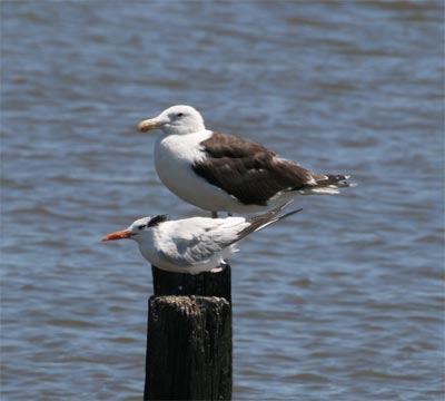 Royal Tern and Gull