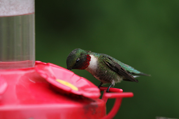 Ruby-throated Hummingbird