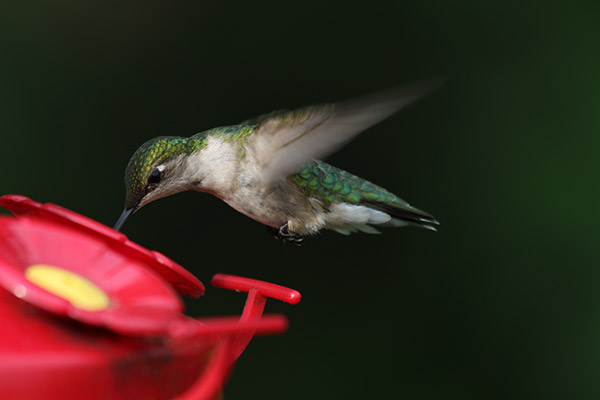 Ruby-throated Hummingbird