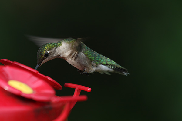 Ruby-throated Hummingbird