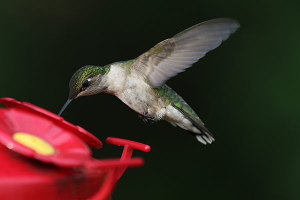 Ruby-throated Hummingbird