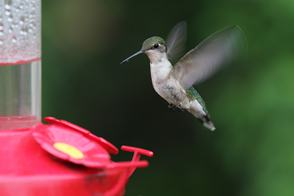 Ruby-throated Hummingbird