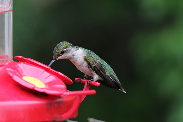 Ruby-throated Hummingbird