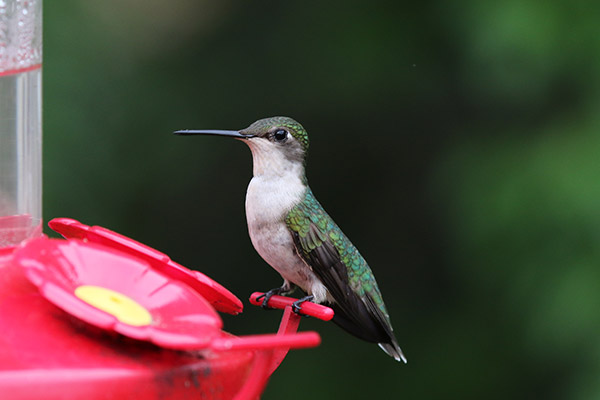 Ruby-throated Hummingbird