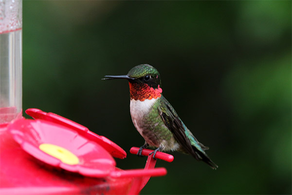 Ruby-throated Hummingbird