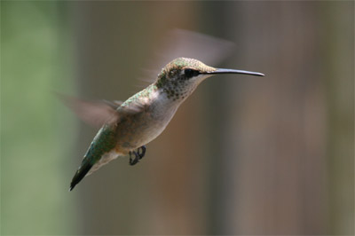 Ruby-throated Hummingbird July 2011