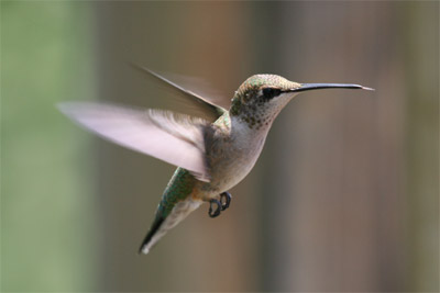 Ruby-throated Hummingbird July 2011