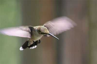 Ruby-throated Hummingbird July 2011