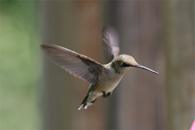 Ruby-throated Hummingbird July 2011