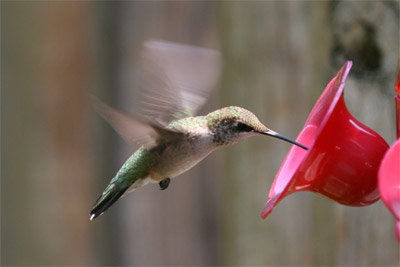 Ruby-throated Hummingbird July 2011